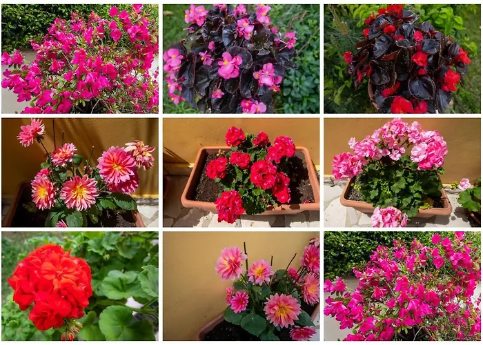 Sophie\'S Garden Apartment