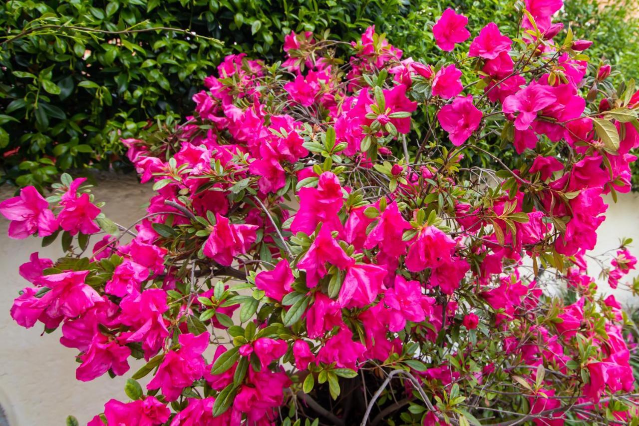 Sophie's Garden * Potamos (Corfu)